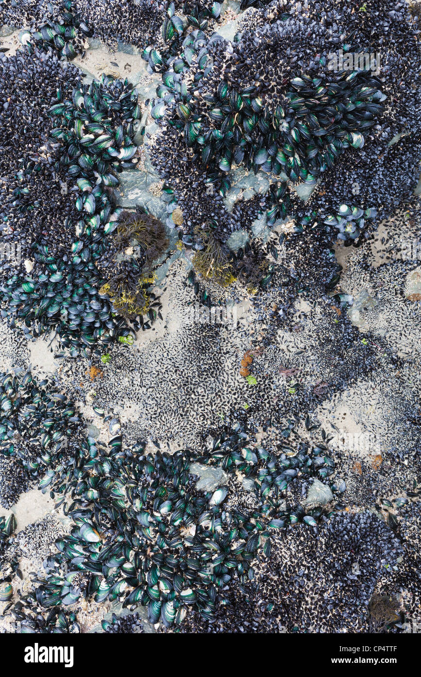 The New Zealand green-lipped mussel (Perna canaliculus) colony on a rock surface, Waipu Cove, Northland, New Zealand Stock Photo
