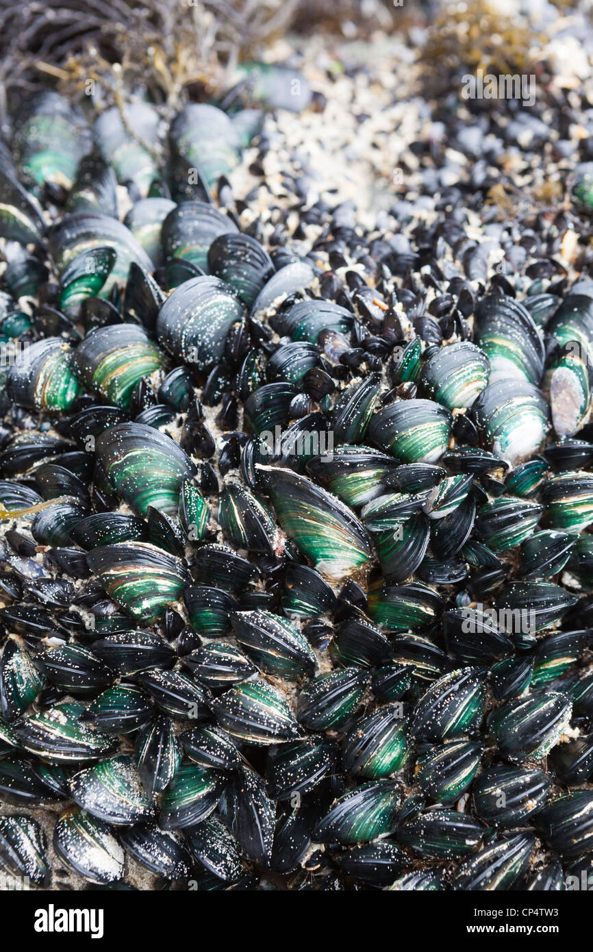 The New Zealand green-lipped mussel (Perna canaliculus) colony on a rock surface, Waipu Cove, Northland, New Zealand Stock Photo