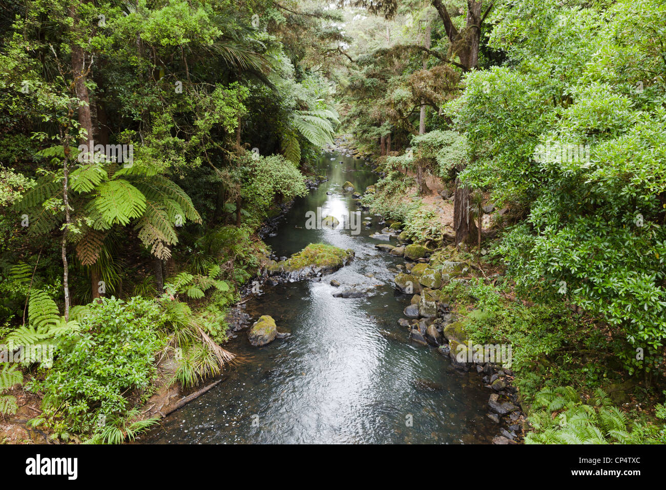 Whangarei Scenic Reserve, New Zealand Stock Photo
