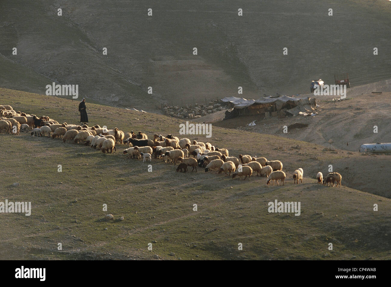 Israel Bedouin shepherd with his flock to pasture in Judea Stock