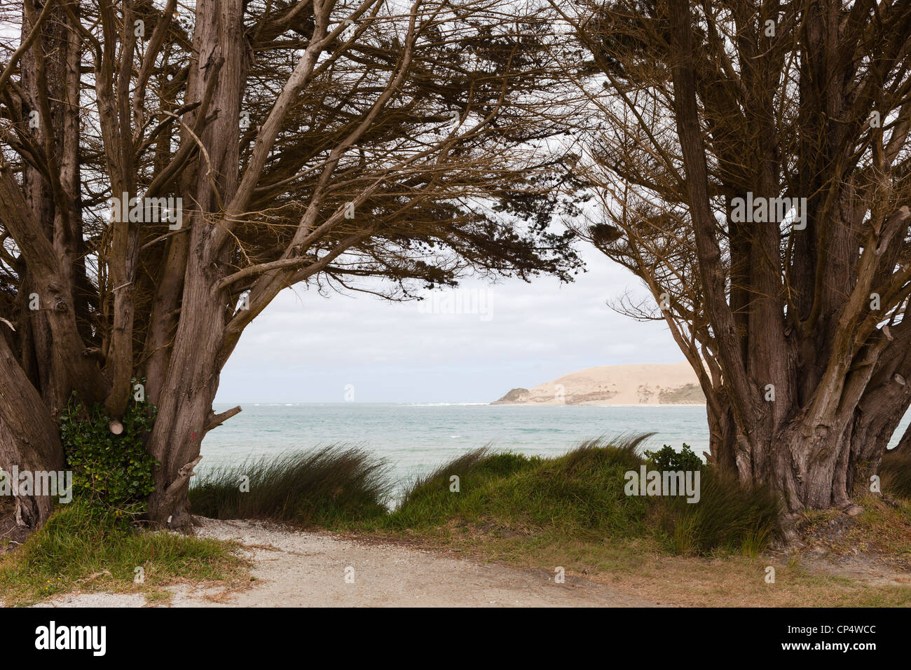 Trees on the banks of Opononi beach Omapere, Northland region, New Zealand Stock Photo