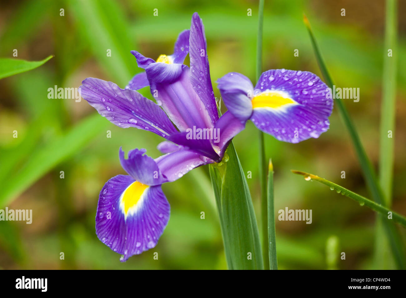 Blue iris reticulata flower, bloom, blossom, petals, cultivar, horticulture, gardening, plant, garden, one, close up, macro Stock Photo