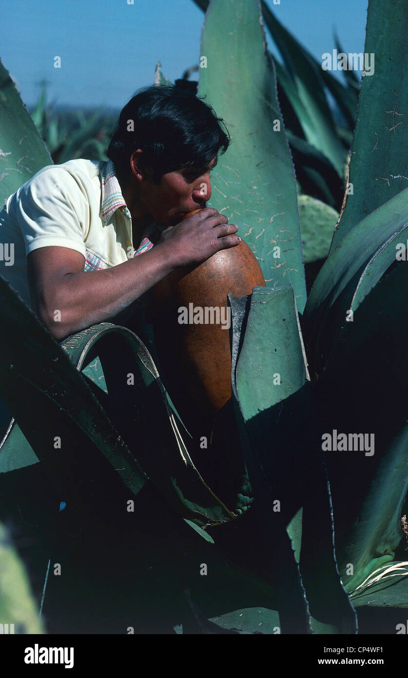 Mexico Agave juice extraction for the production of pulque Stock