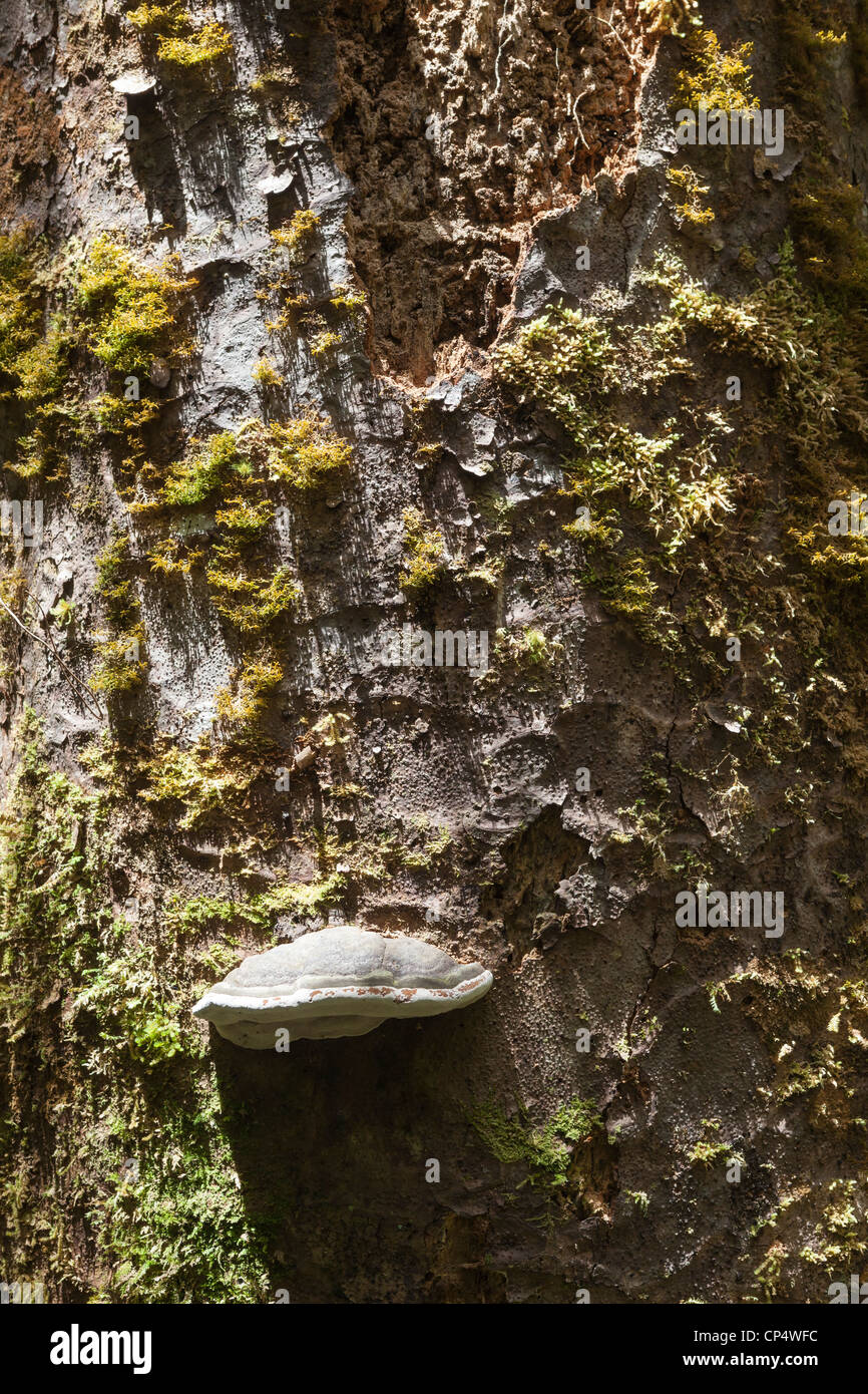 Kauri tree bark, conk (Polypore) and moss, Waipoua Forest, Northland