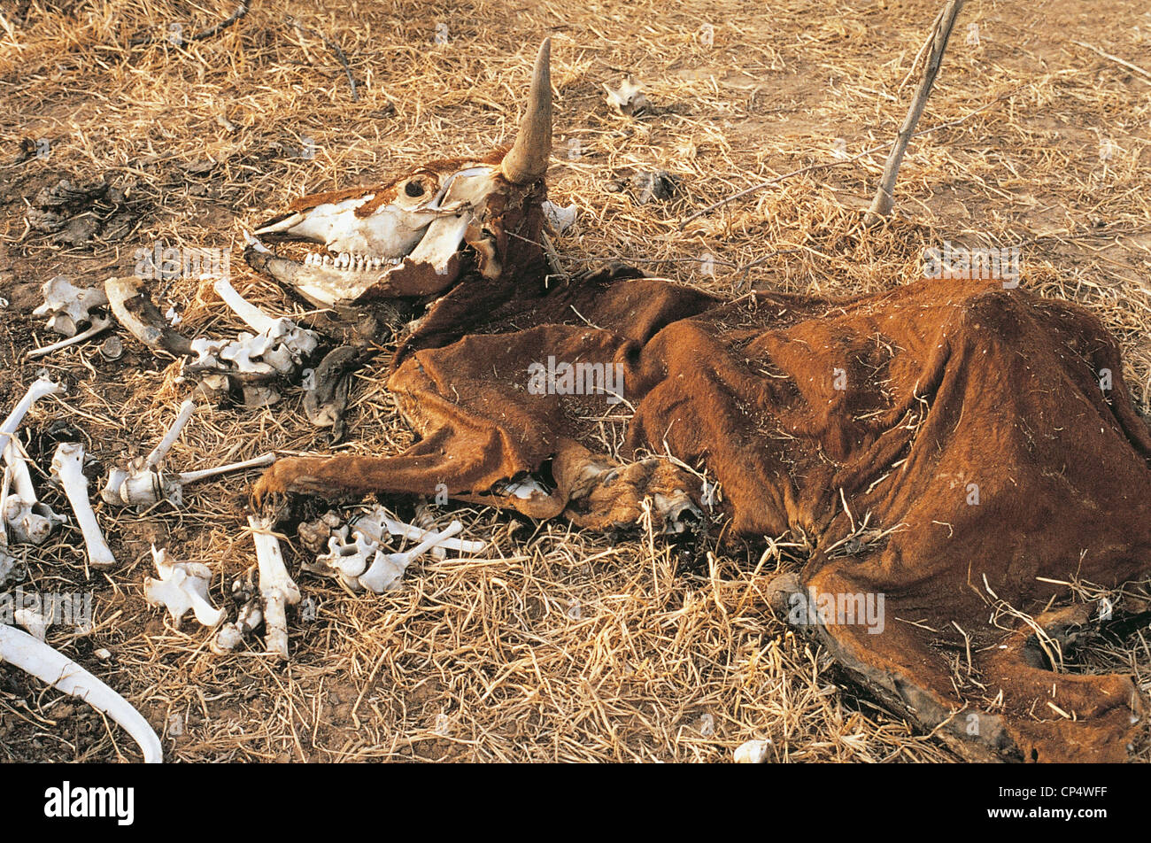 AFRICA SAHEL effects of drought ' Stock Photo