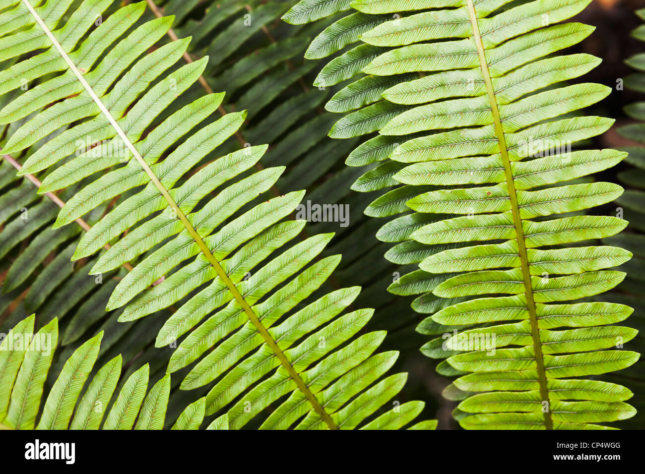 Blechnum genus fern, New Zealand Stock Photo