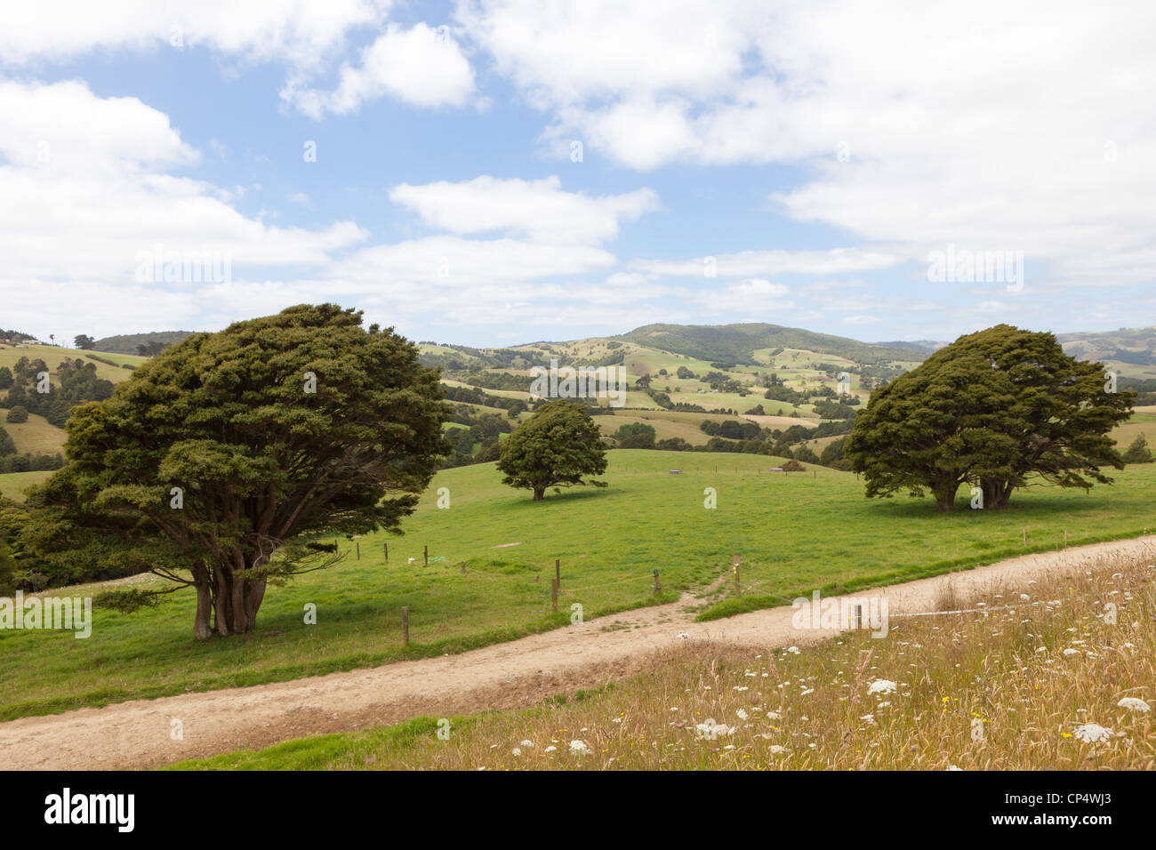 A pastoral scene with blue sky, fluffy clouds, and grass fields spotted with trees in northern New Zealand Stock Photo