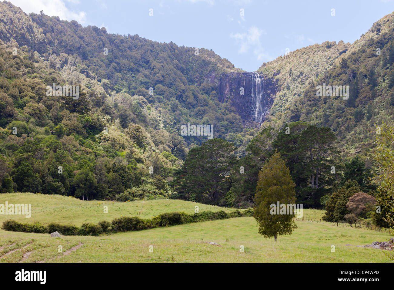 Wairere Falls waterfall and surrounding forest in Wairere Falls Scenic Reserve, Gordon, Waikato, New Zealand, Oceania Stock Photo