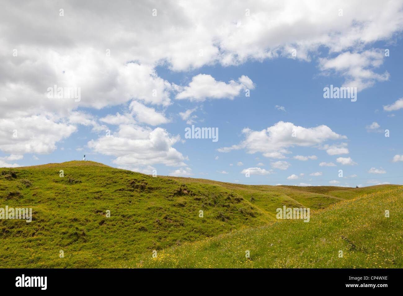 A pastoral scene with blue sky, fluffy clouds, and green grass fields in northern New Zealand Stock Photo