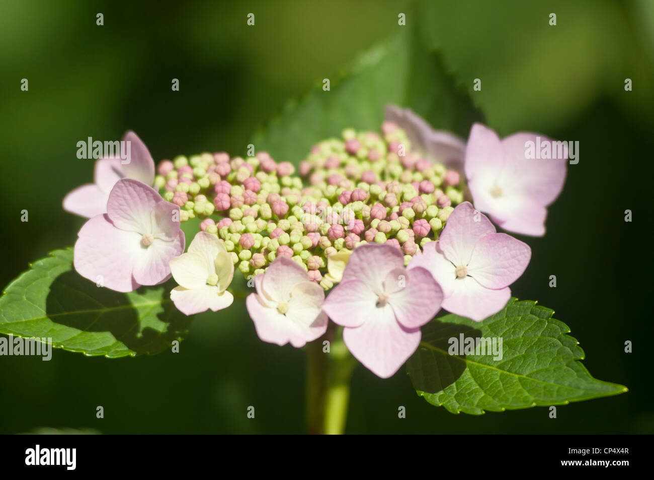 Close-up of white and pink flowers of Hydrangea Macrophylla Normalis ...