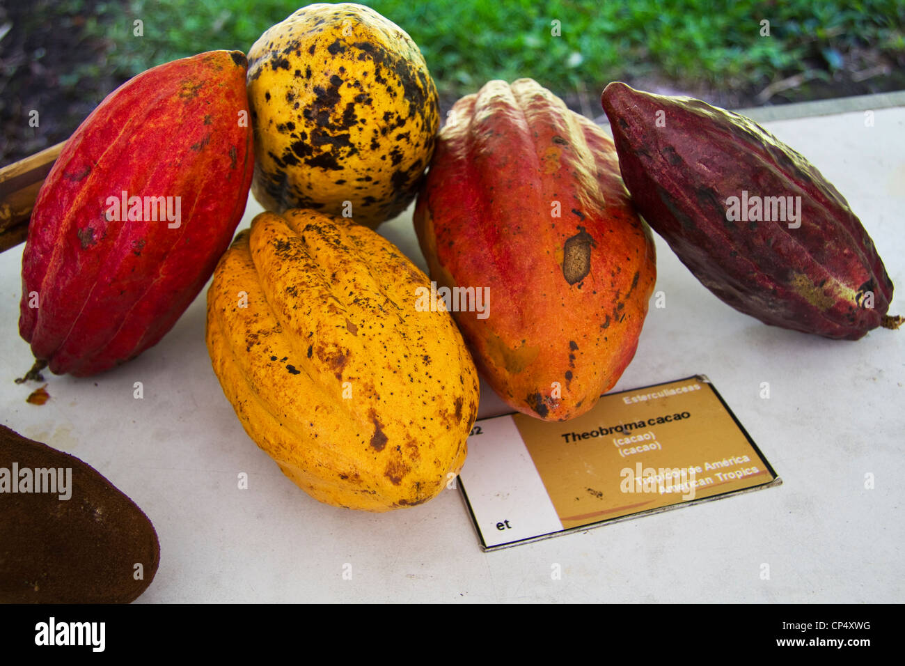 Cacao pods display at the research centre CATIE Turrialba, Costa Rica Stock Photo