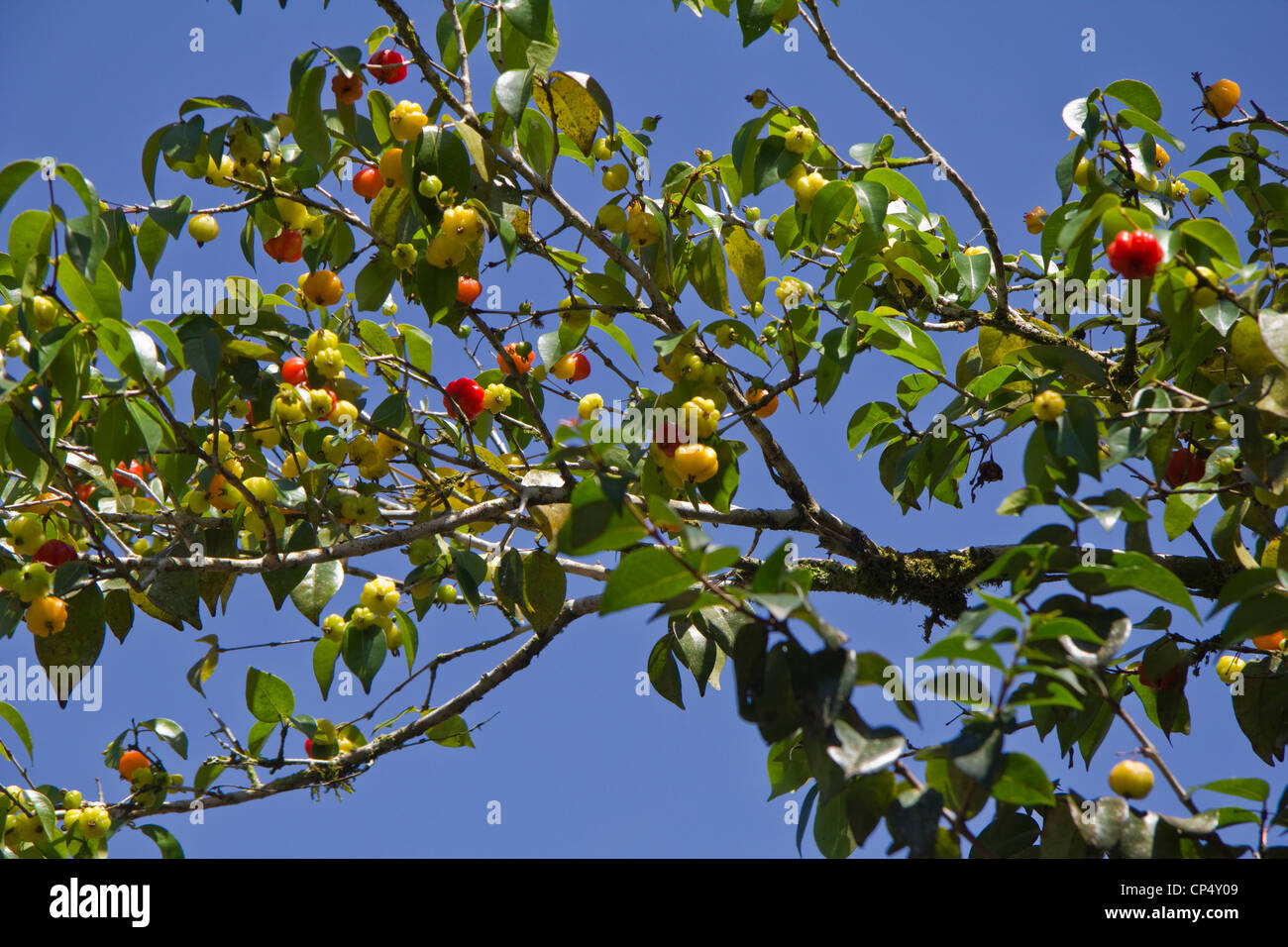 Brazilian cherry tree with fruit, CATIE, Turrialba, Costa Rica Stock Photo