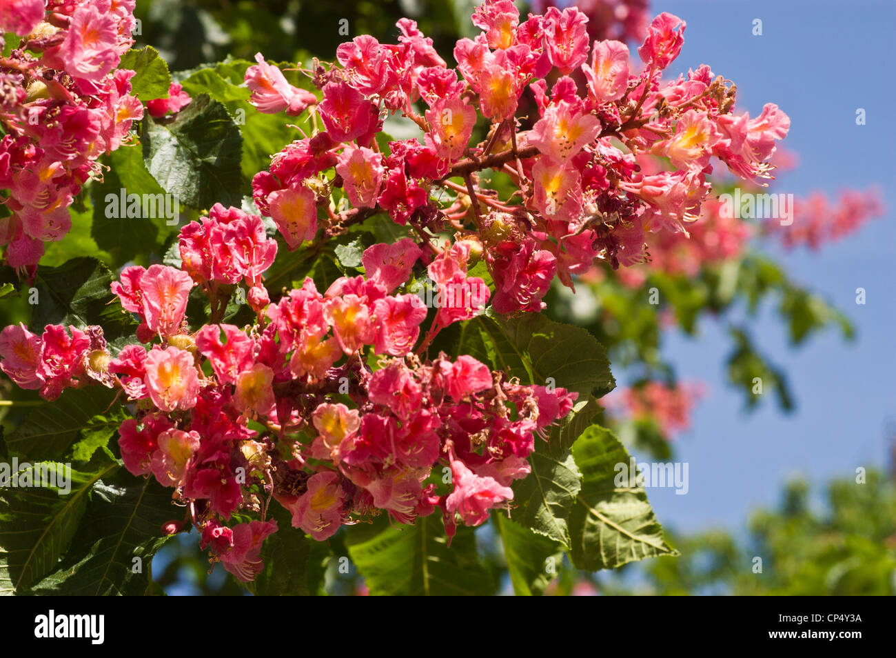 Red Horse chestnut Aesculus x carnea Stock Photo Alamy
