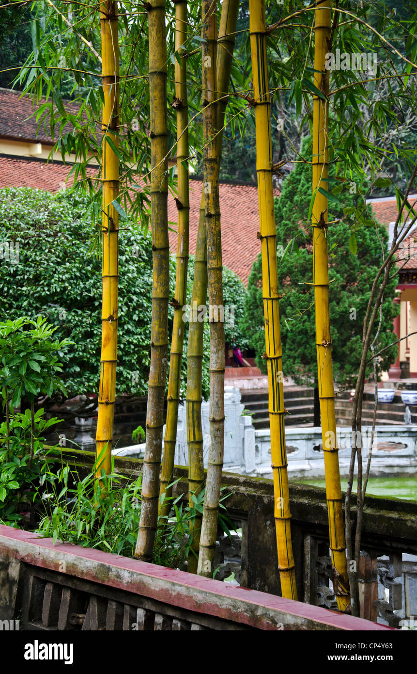 Bamboo tree in pagoda garden Stock Photo - Alamy