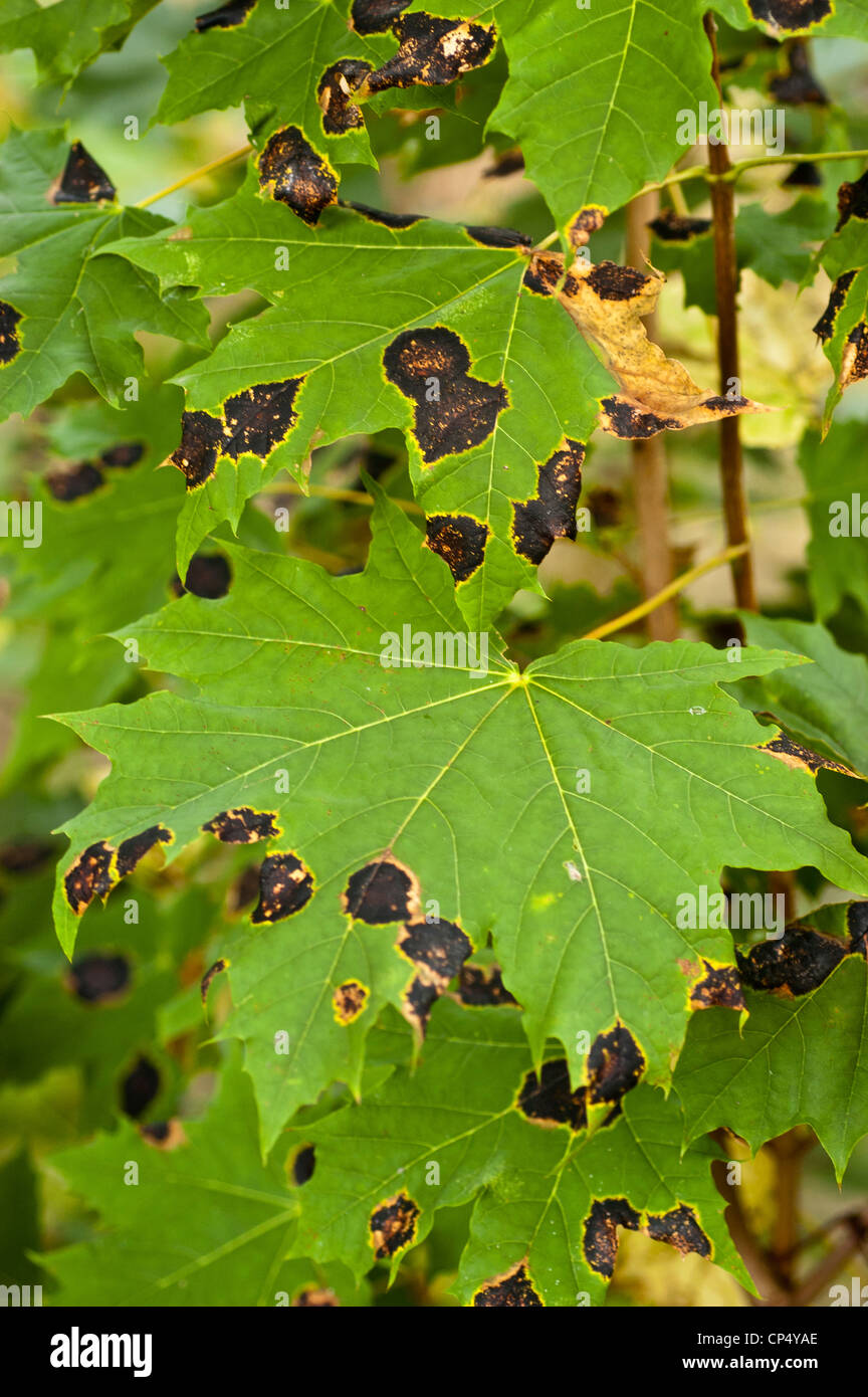 Black Tar Spots caused by fungus Stock Photo