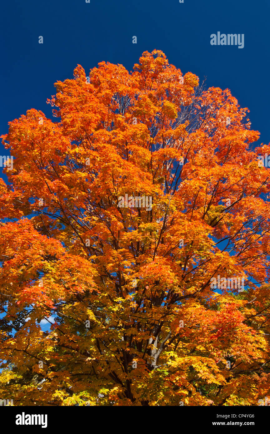 Tree canopy of golden leaves hi-res stock photography and images - Alamy