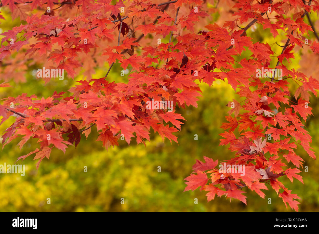 Red yellow orange autumn foliage leaves of silver maple hi-res stock ...