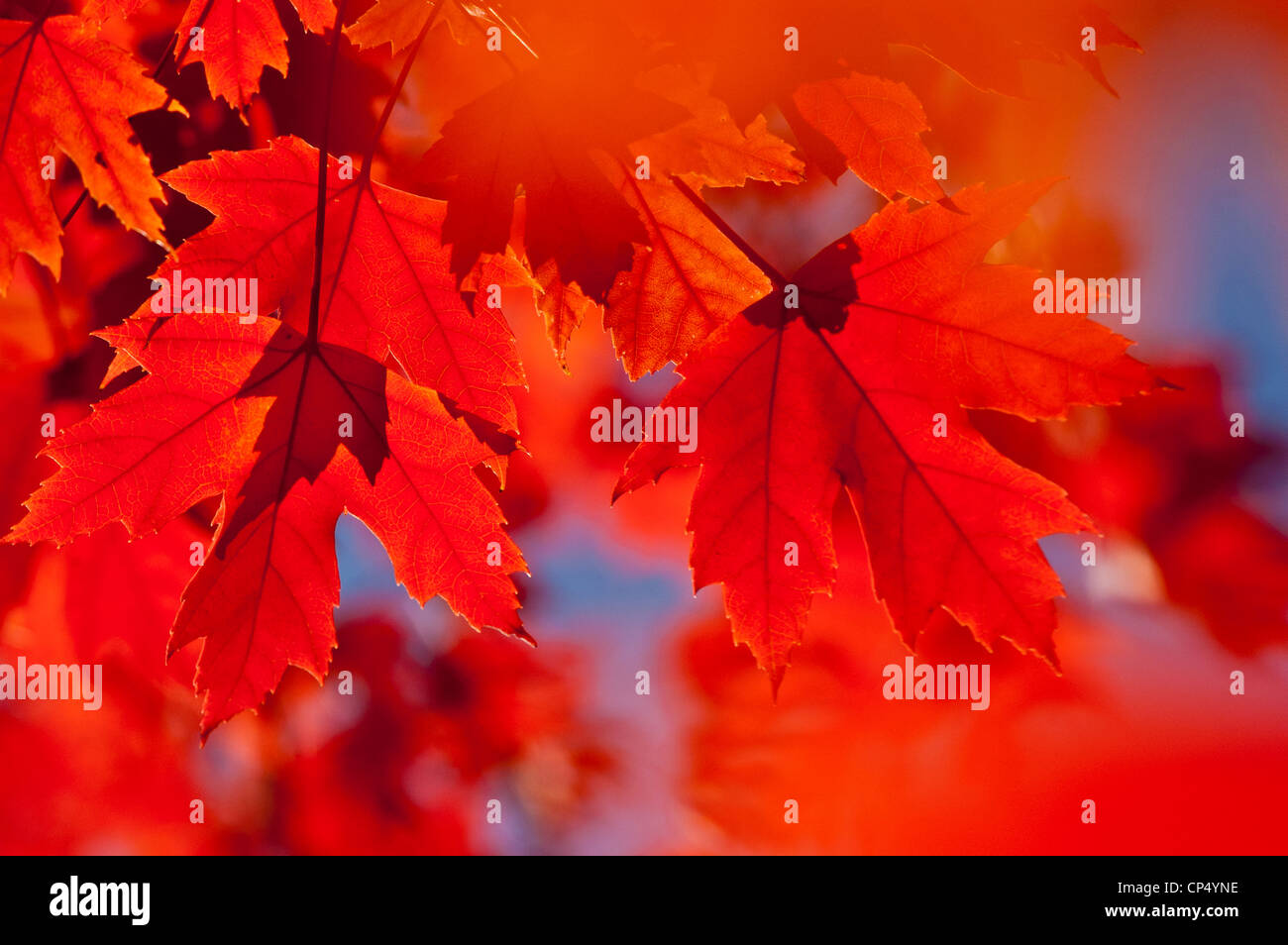 Silver maple soft maple river maple silverleaf maple white maple hi-res ...