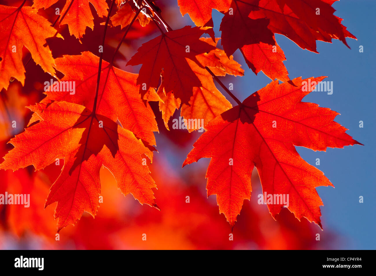Silver maple soft maple river maple silverleaf maple white maple hi-res ...