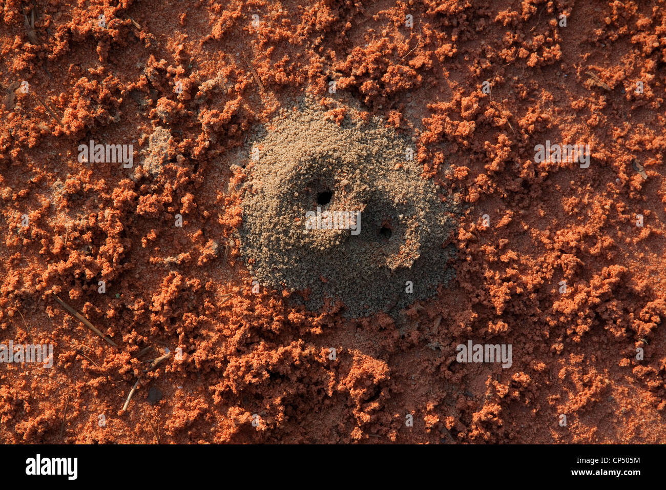 Red Ant (Solenopsis species) Hill Northern Florida USA Stock Photo