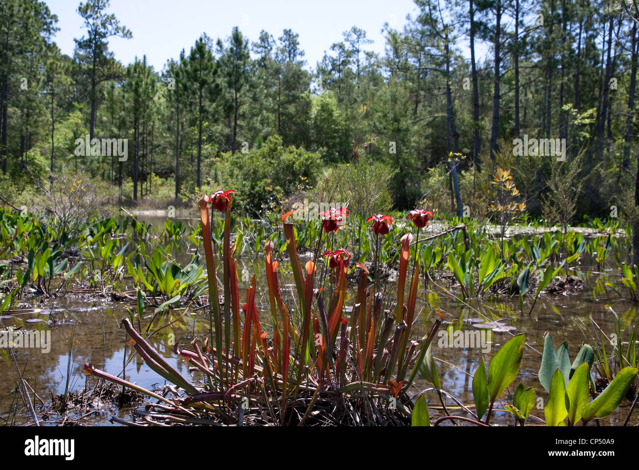 Sweet Red Pitcher Plants in flower Sarracenia rubra var gulfensis Northwest Florida USA Stock Photo