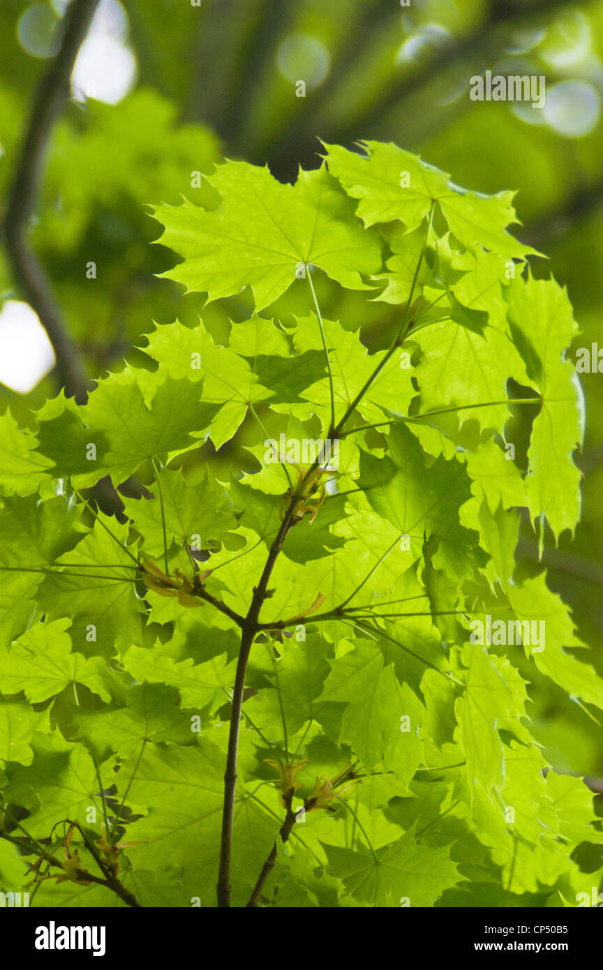 Green leaves foliage of Sugar maple, Acer saccharum Aceraceae Stock Photo