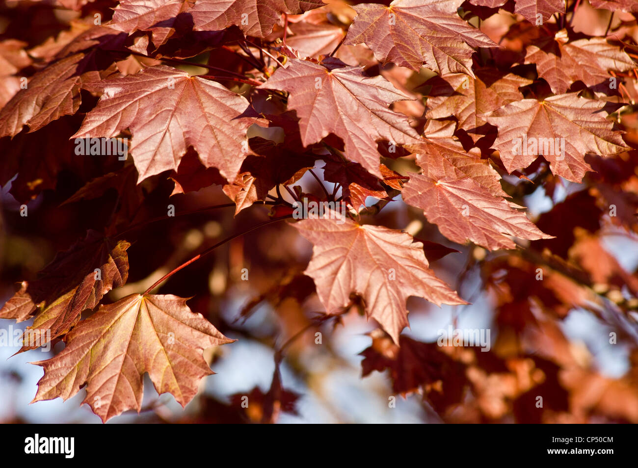 Purple brown leaves foliage of Sugar maple, Acer saccharum