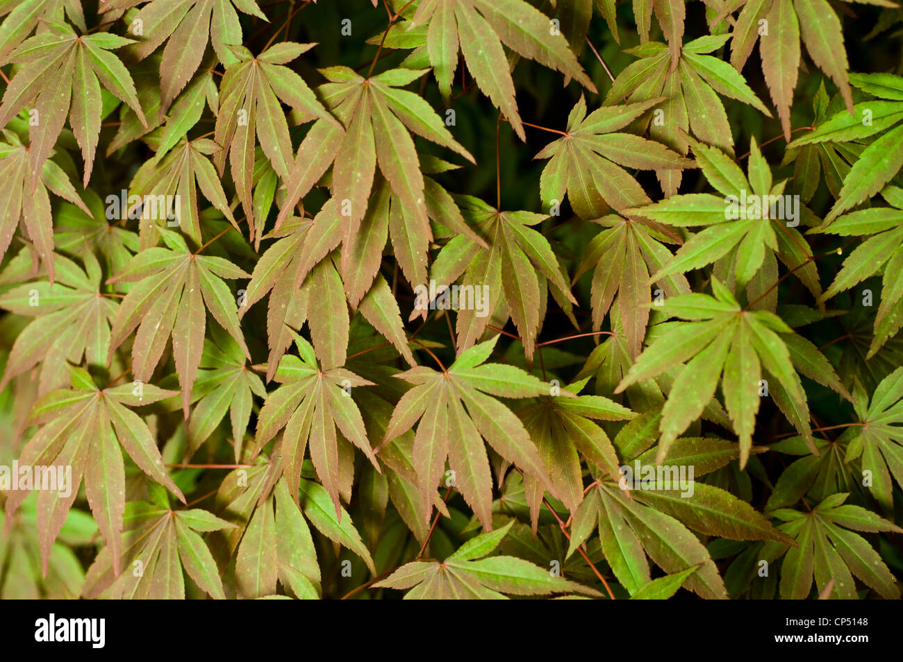 Acer palmatum flowers hi-res stock photography and images - Alamy