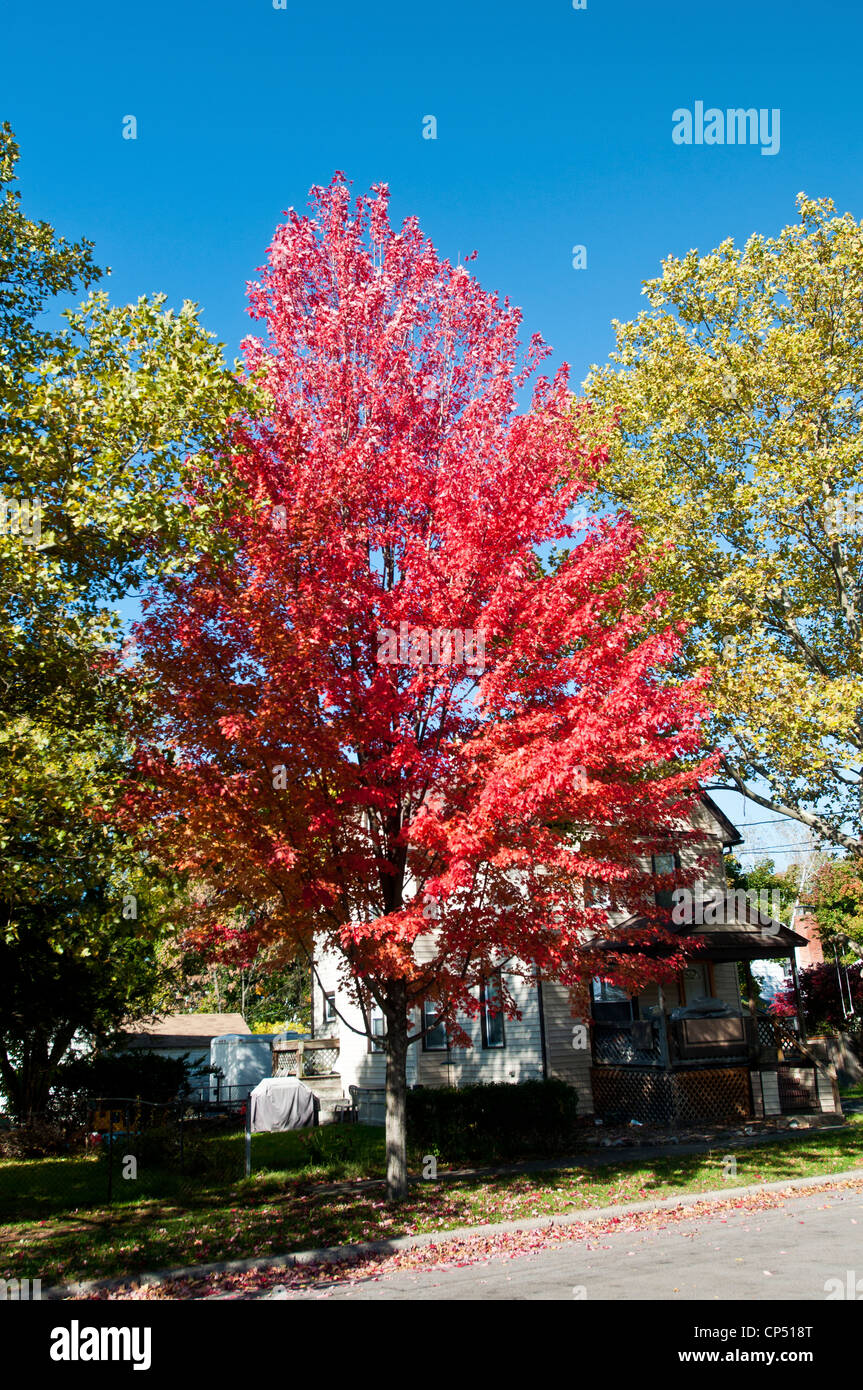 Silverleaf Maple High Resolution Stock Photography And Images Alamy Silverleaf Maple High Resolution Stock Photography And Images Alamy