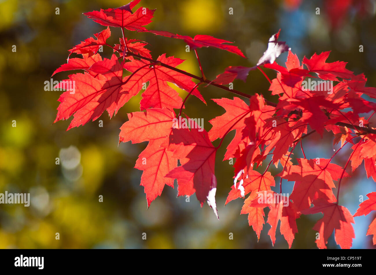 Silver maple soft maple river maple silverleaf maple white maple hi-res ...