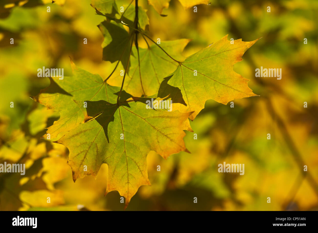 Green, yellow, early fall foliage leaves of Sugar maple, Acer saccharum, Aceraceae Stock Photo