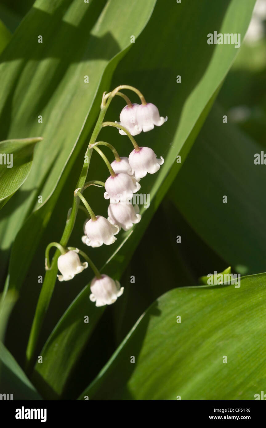Flowers lily valley hi-res stock photography and images - Alamy