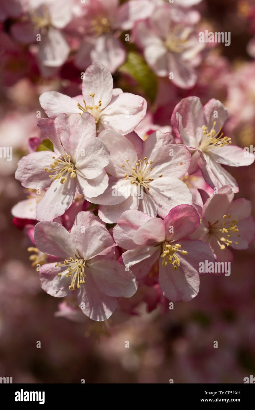 Pink red flower buds of apple malus Stock Photo