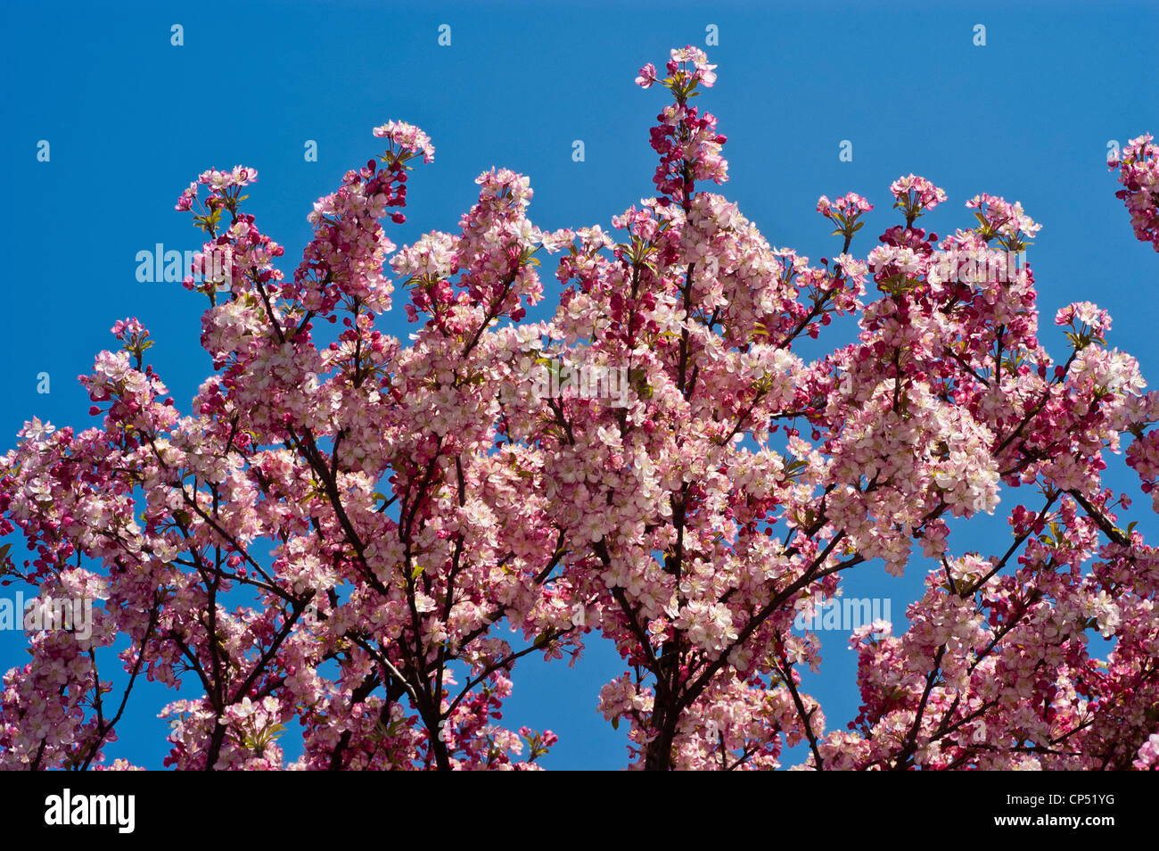 Pink flower buds of apple malus with blue sky background Stock Photo