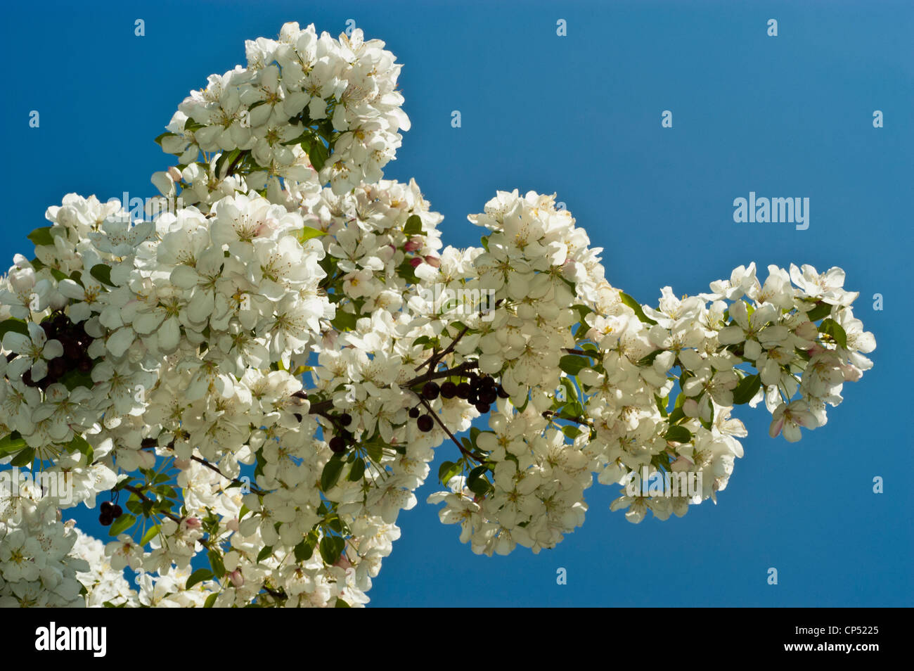 White flower buds of apple malus with blue sky background Stock Photo