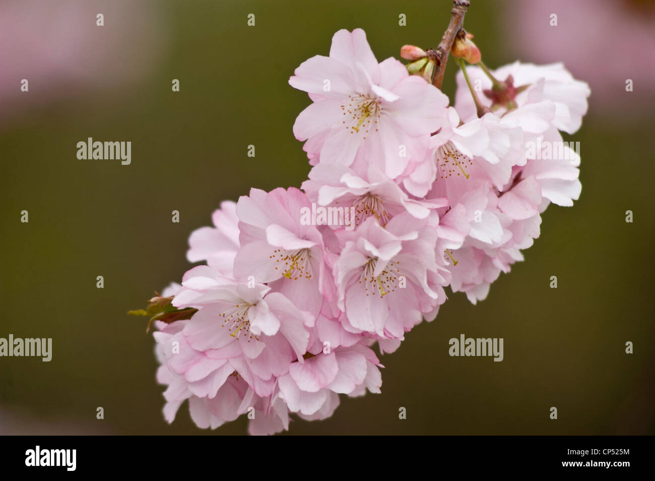 White pink close up of apple flower buds. Stock Photo