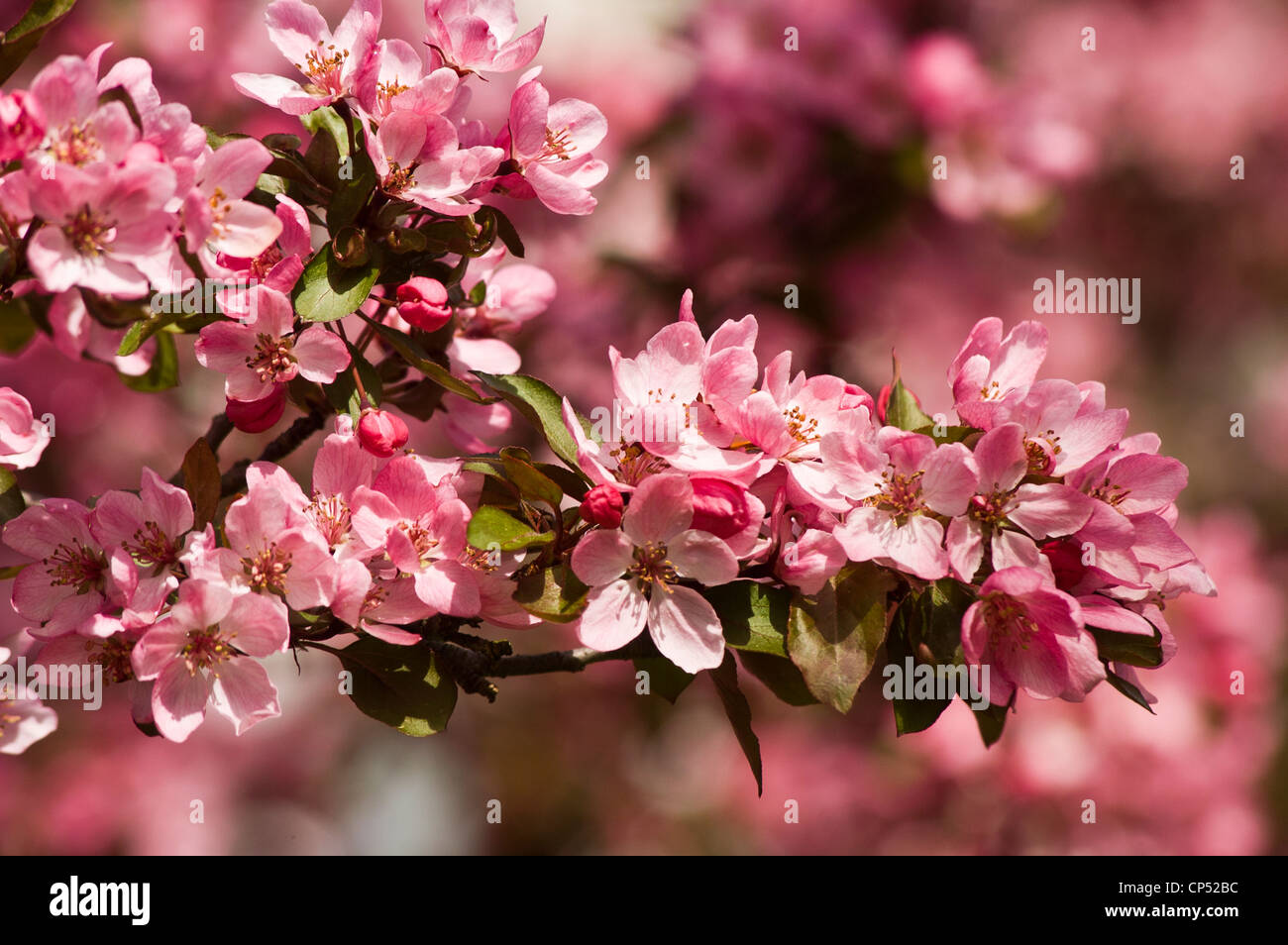 Pink red flower buds of apple malus Stock Photo