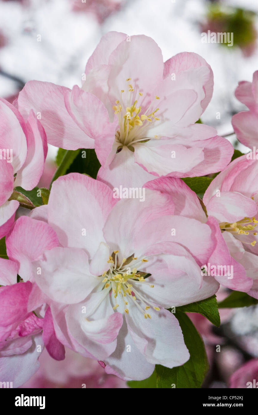 White pink close up of apple flower buds. Stock Photo