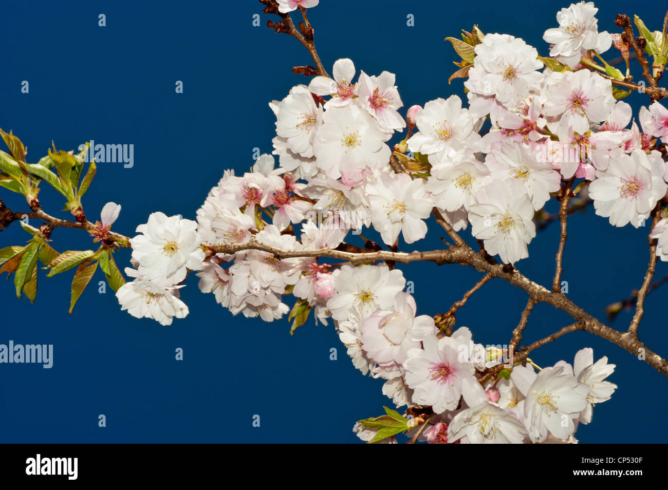 White flower buds of apple malus with blue sky background Stock Photo
