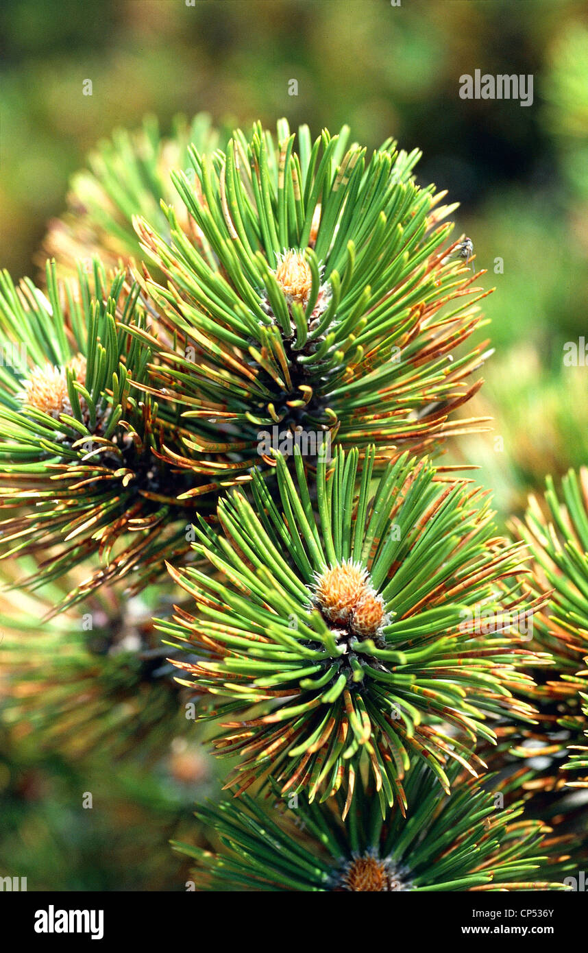 Botany Pinaceae Pine Loricato (Pinus or Pinus leucodermis heldreichii), needles shoots. Calabria, Pollino National Park, Great Stock Photo