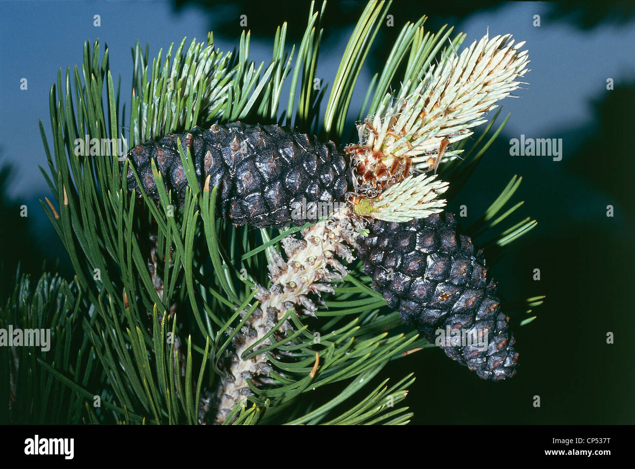 Botany Pinaceae Pine Loricato (Pinus or Pinus leucodermis heldreichii), cones or cones. Calabria, Pollino National Park, Great Stock Photo