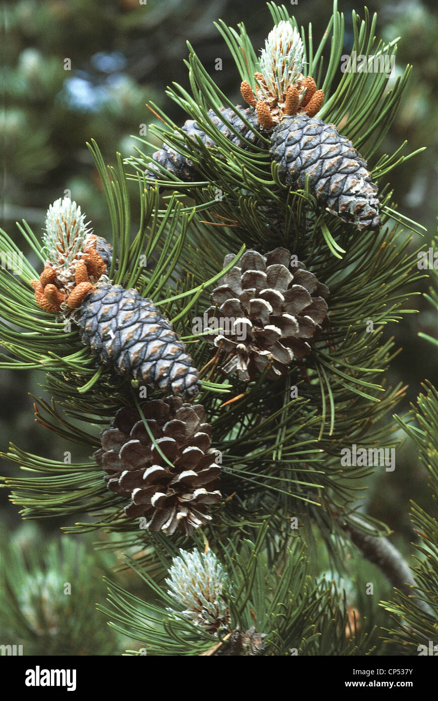 Pine Pollino Lorica Stock Photo