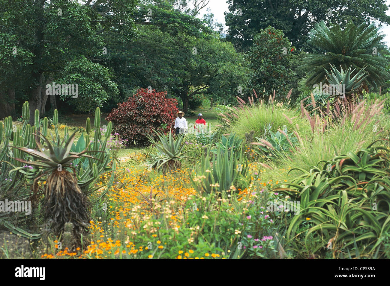 Zimbabwe - Mutare Main Aloe Park Gardens. Stock Photo
