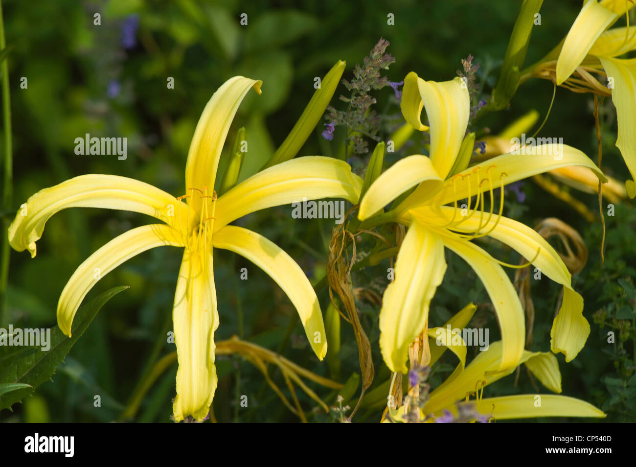 Thin petals hires stock photography and images Alamy