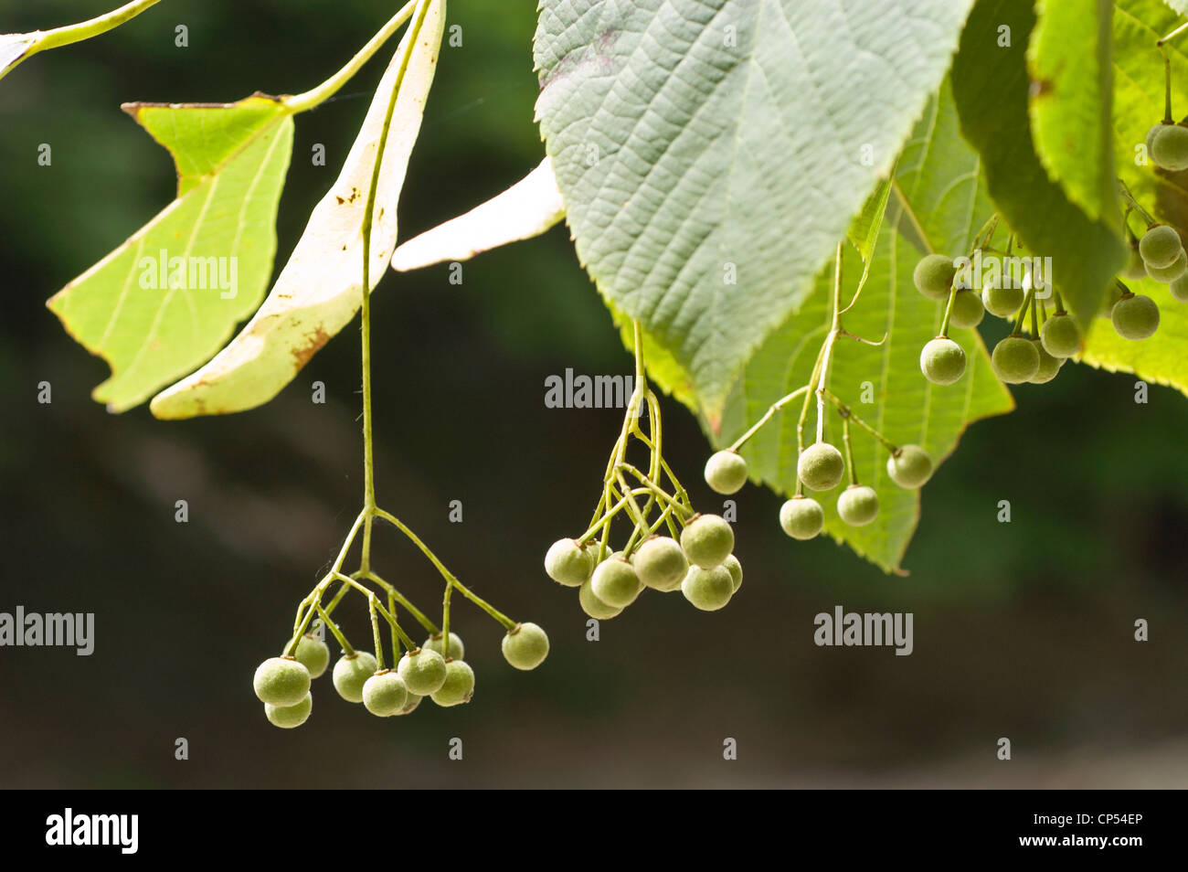 small, globose nutlet Fruits of Tilia americana,  American Linden, Basswood Stock Photo