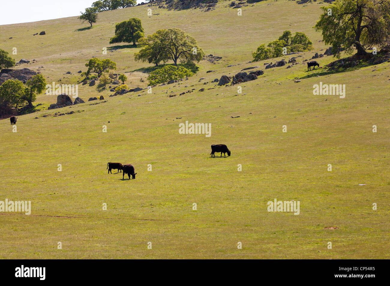 Free range cows grazing on green hillside -  California USA Stock Photo
