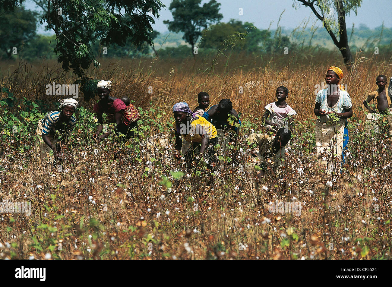 IVORY COAST COUNTRY Senoufo cotton crop Stock Photo Alamy
