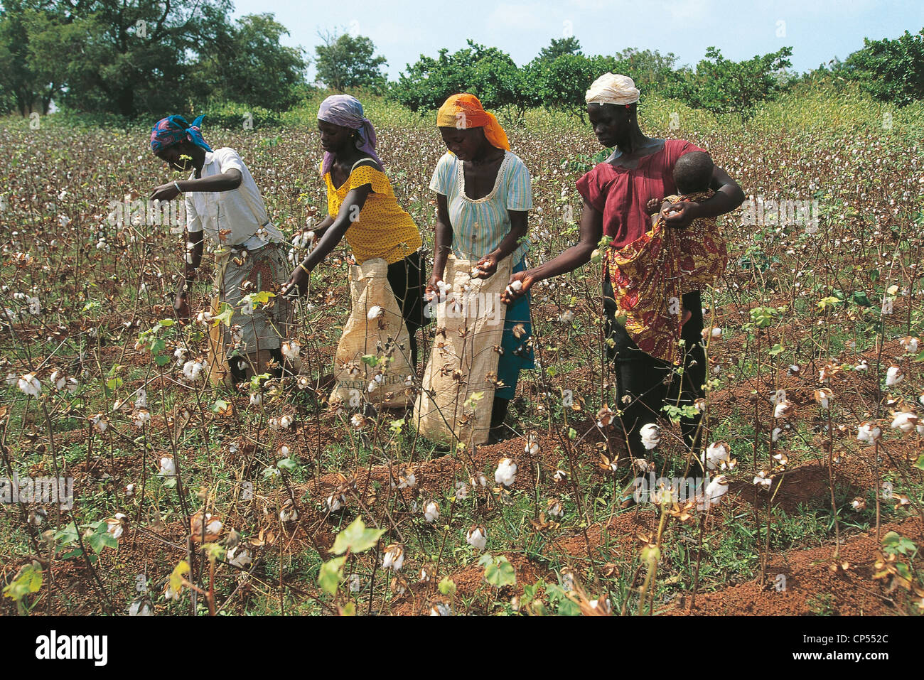 IVORY COAST COUNTRY Senoufo cotton crop Stock Photo Alamy