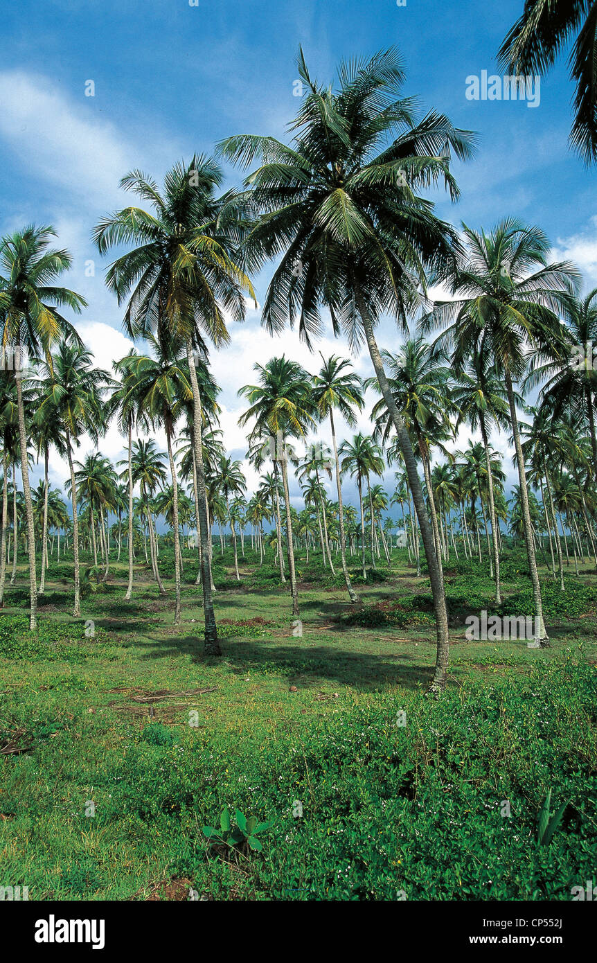 Ivory Coast Gulf of Guinea Grand Bassam, vegetation, palm trees