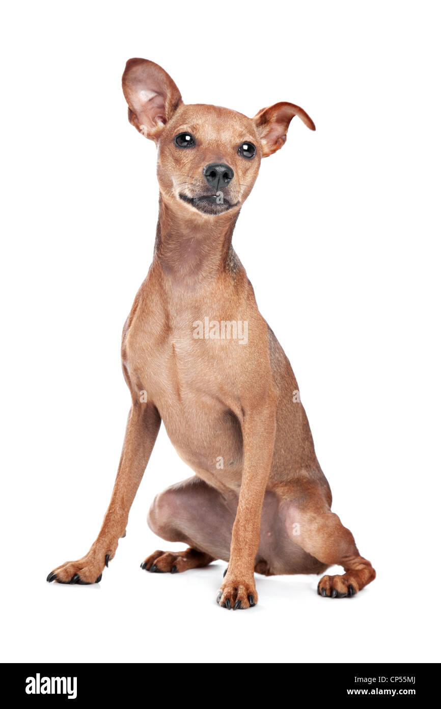 Cachorro alemán Pinscher sentado, 2 meses de edad, aislado en blanco — Foto  de stock #147220871 © lifeonwhite, image size:866x1390